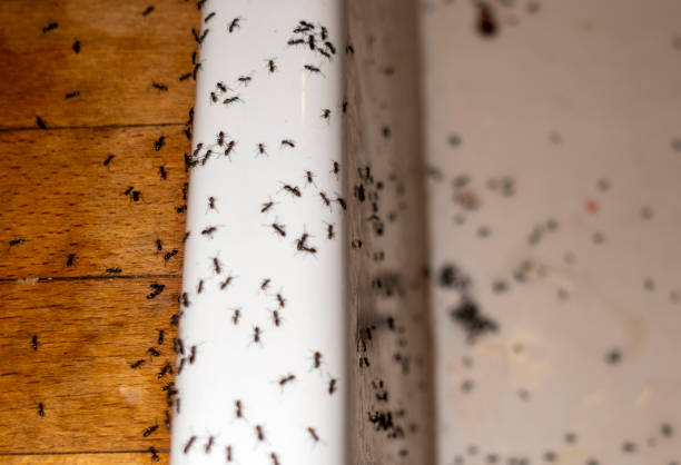 Best Commercial Pest Control Services  in Marlton, MD